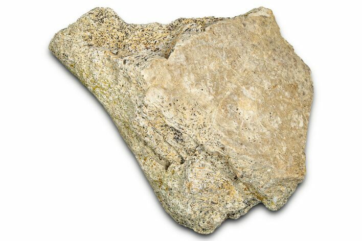 Dinosaur (Triceratops) Frill Shield Section - Montana #338921
